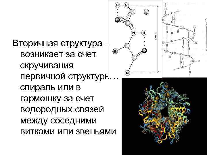 Вторичная структура – возникает за счет скручивания первичной структуры в спираль или в гармошку