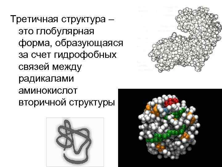 Третичная структура – это глобулярная форма, образующаяся за счет гидрофобных связей между радикалами аминокислот