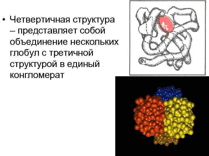  • Четвертичная структура – представляет собой объединение нескольких глобул с третичной структурой в