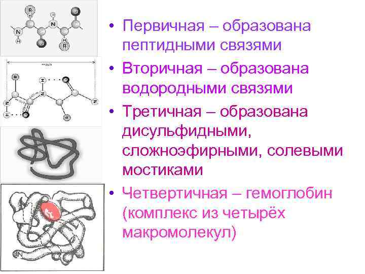  • Первичная – образована пептидными связями • Вторичная – образована водородными связями •