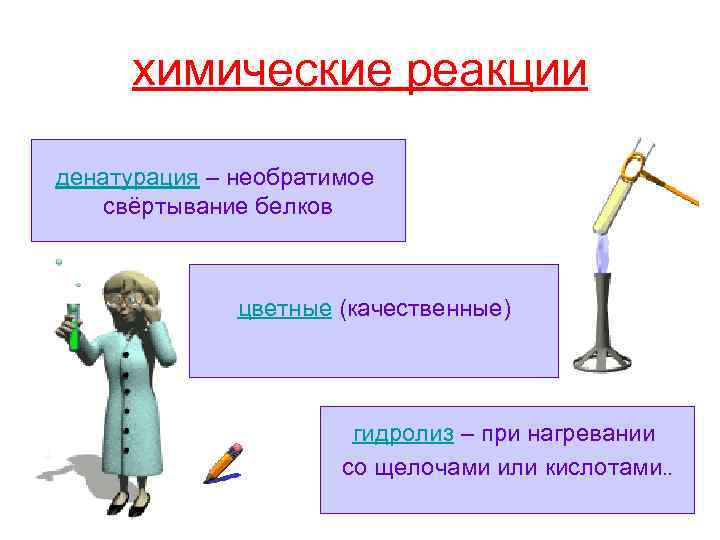 химические реакции денатурация – необратимое свёртывание белков цветные (качественные) гидролиз – при нагревании со