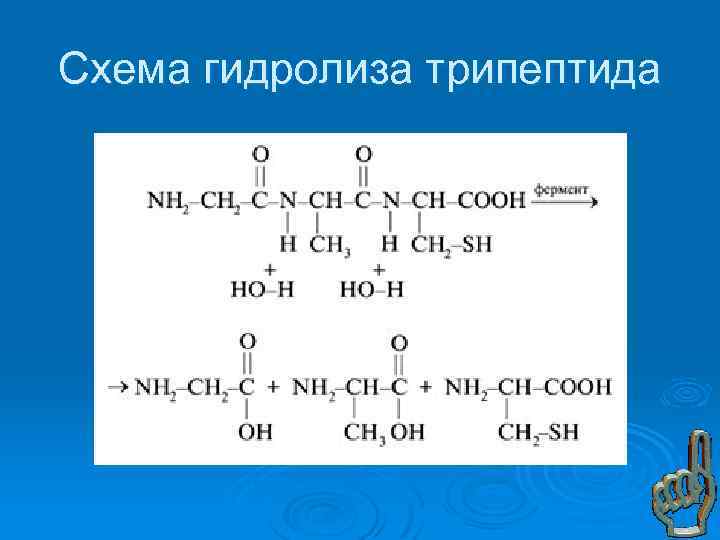 Схема гидролиза трипептида 