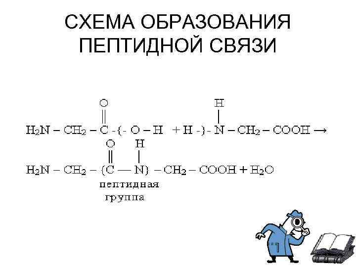 СХЕМА ОБРАЗОВАНИЯ ПЕПТИДНОЙ СВЯЗИ 