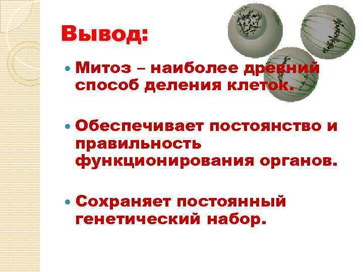 Вывод: Митоз – наиболее древний способ деления клеток. Обеспечивает постоянство и правильность функционирования органов.