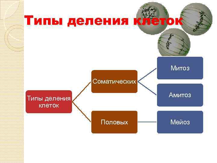 Типы деления клеток Митоз Соматических Амитоз Типы деления клеток Половых Мейоз 