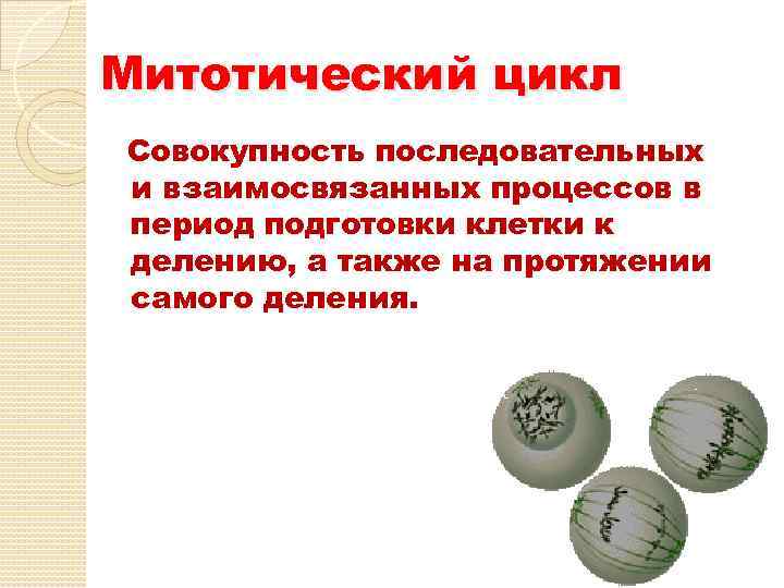 Митотический цикл Совокупность последовательных и взаимосвязанных процессов в период подготовки клетки к делению, а