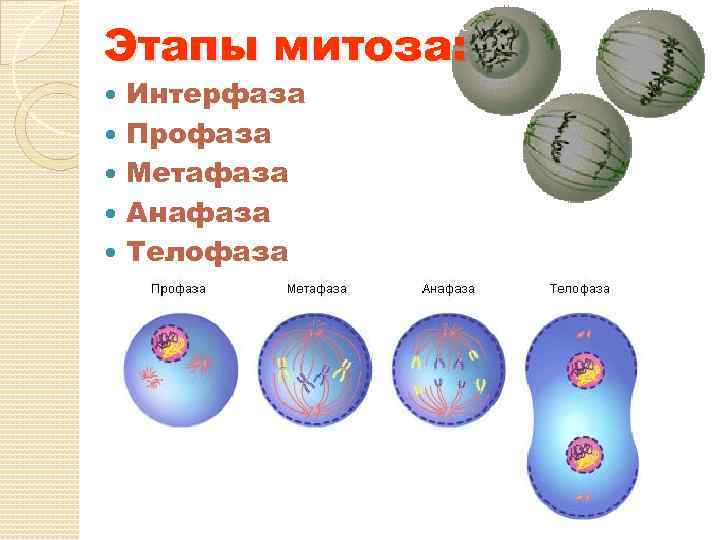 Митоз презентация 10 класс профильный уровень