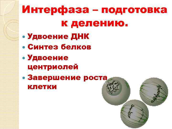 Интерфаза – подготовка к делению. Удвоение ДНК Синтез белков Удвоение центриолей Завершение роста клетки