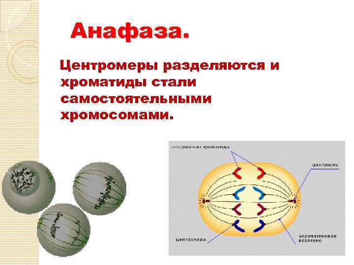 Деление центромеры. Строение центромеры. Функция центромеры в хромосоме. Центромеры в анафазе. Хроматиды становятся самостоятельными хромосомами.