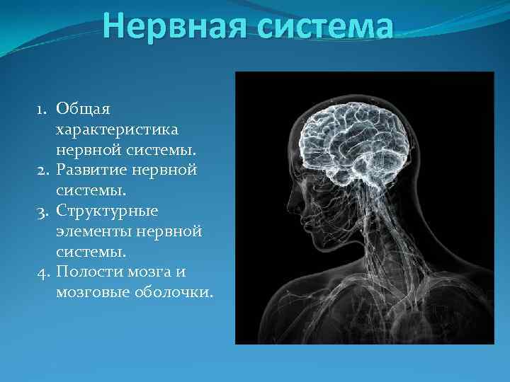 Нервная система 1. Общая характеристика нервной системы. 2. Развитие нервной системы. 3. Структурные элементы