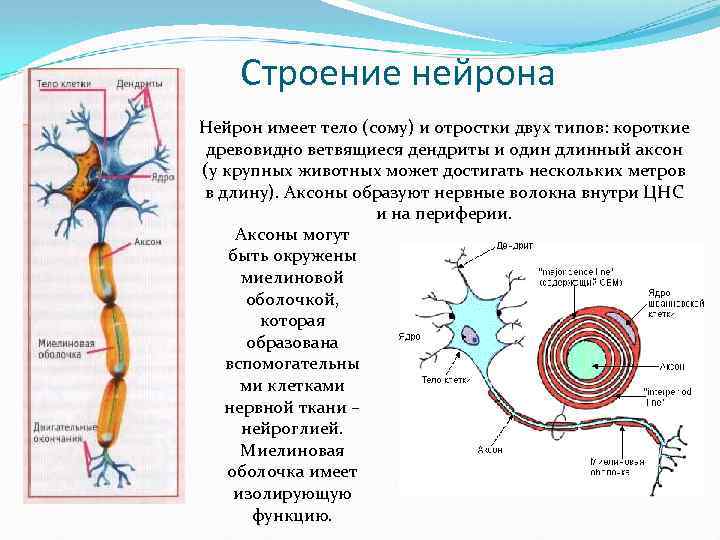 Какой цифрой на рисунке обозначен аксон тест по биологии