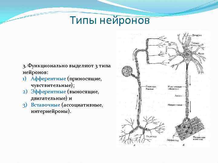 Виды нервных клеток схема