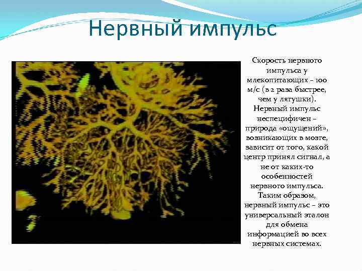 Нервный импульс Скорость нервного импульса у млекопитающих – 100 м/с (в 2 раза быстрее,