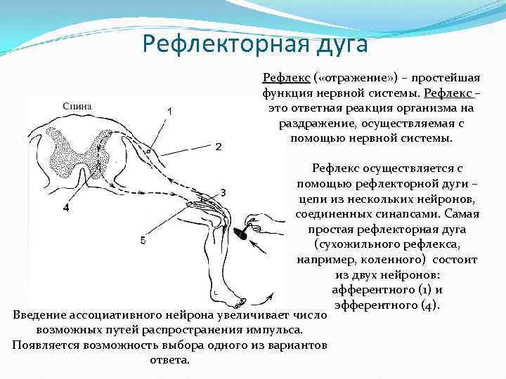 Рефлекторная дуга Рефлекс ( «отражение» ) – простейшая функция нервной системы. Рефлекс – это