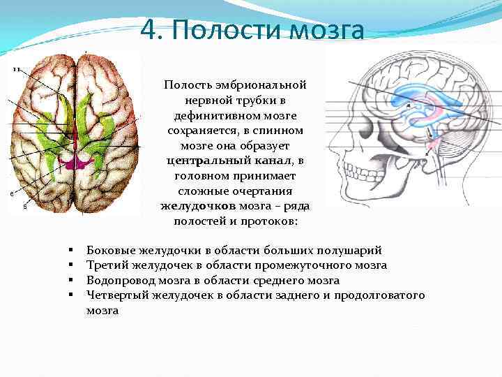 4 Желудочек головного мозга анатомия. Полость внутри головного мозга называется. Задний мозг полость