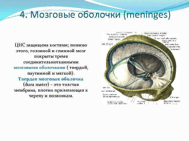 4. Мозговые оболочки (meninges) ЦНС защищена костями; помимо этого, головной и спинной мозг покрыты