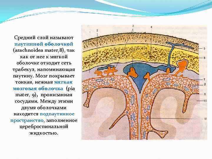 Средний слой называют паутинной оболочкой (arachnoidea mater, 8), так как от нее к мягкой