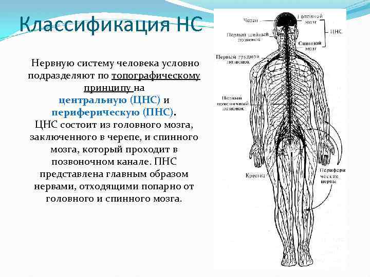 Классификация НС Нервную систему человека условно подразделяют по топографическому принципу на центральную (ЦНС) и