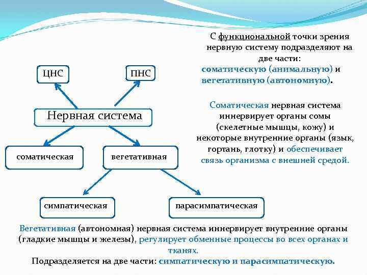 ЦНС ПНС Нервная система соматическая симпатическая вегетативная С функциональной точки зрения нервную систему подразделяют