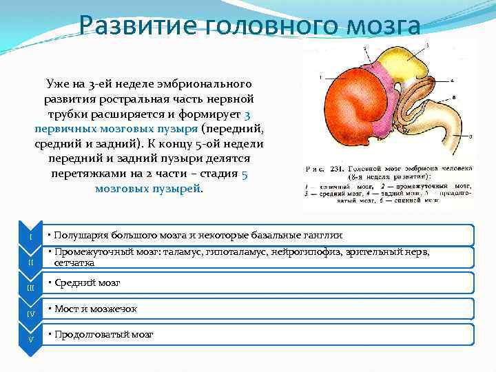 Развитие головного мозга Уже на 3 -ей неделе эмбрионального развития ростральная часть нервной трубки