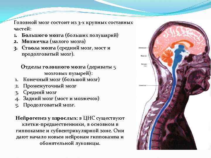 Головной мозг состоит из 3 -х крупных составных частей: 1. Большого мозга (больших полушарий)