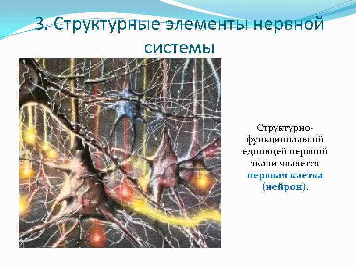 3. Структурные элементы нервной системы Структурнофункциональной единицей нервной ткани является нервная клетка (нейрон). 