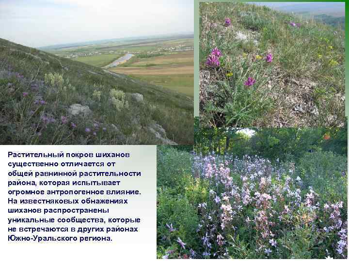 Растительный покров шиханов существенно отличается от общей равнинной растительности района, которая испытывает огромное антропогенное
