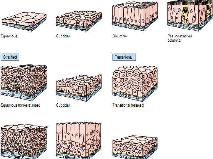 Морфологическая классификация (по строению) покровных эпителиев 