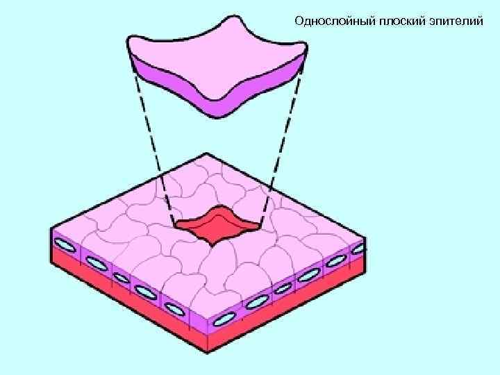 Однослойный плоский эпителий 