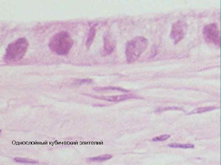 Однослойный кубический эпителий 
