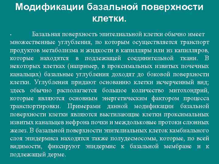 Модификации базальной поверхности клетки. Базальная поверхность эпителиальной клетки обычно имеет множественные углубления, по которым