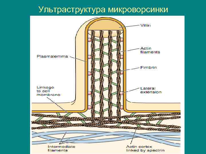 Ультраструктура микроворсинки 