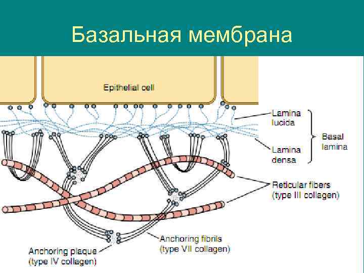 Базальная мембрана 