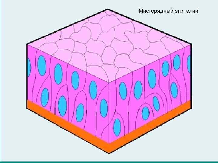 Многорядный эпителий 