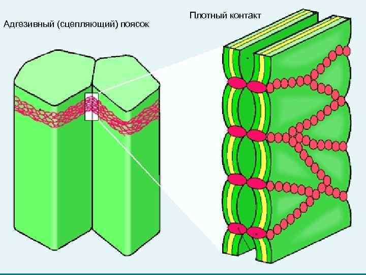 Адгезивный (сцепляющий) поясок Плотный контакт 