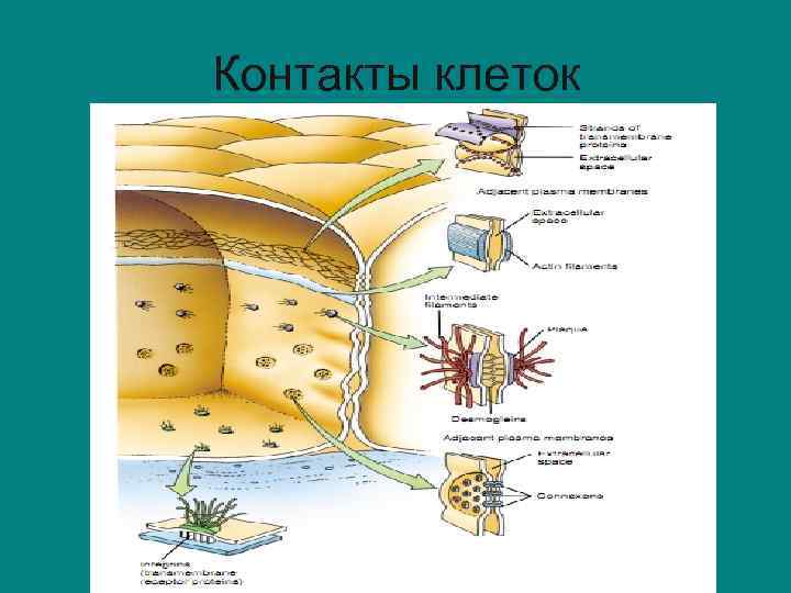 Контакты клеток 