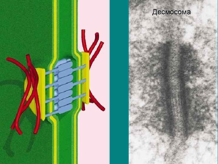 Десмосома 