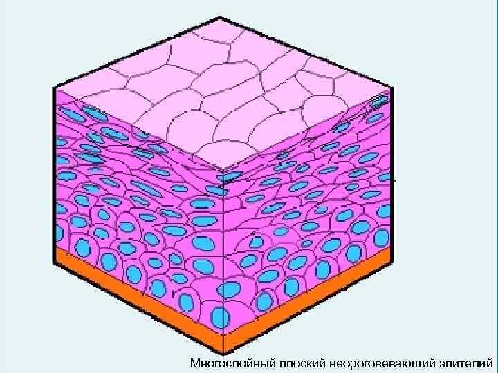 Многослойный плоский неороговевающий эпителий 