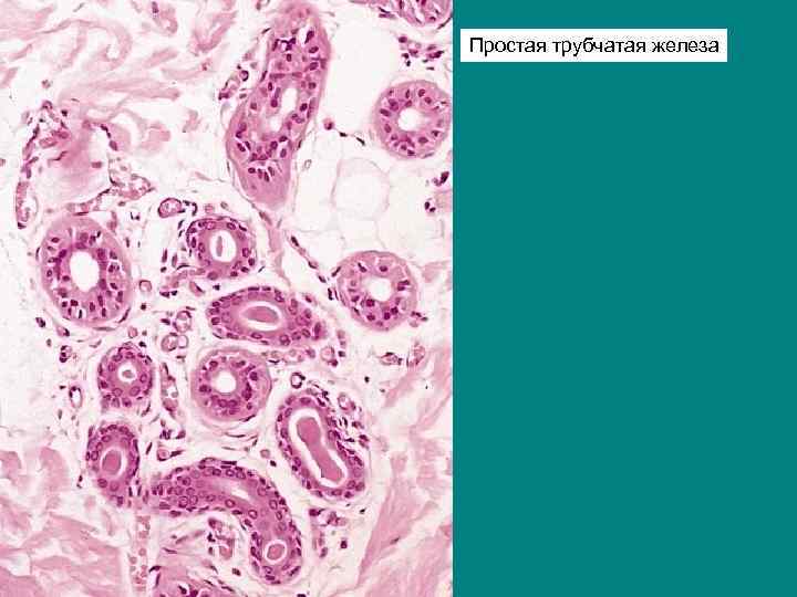 Простая трубчатая железа 