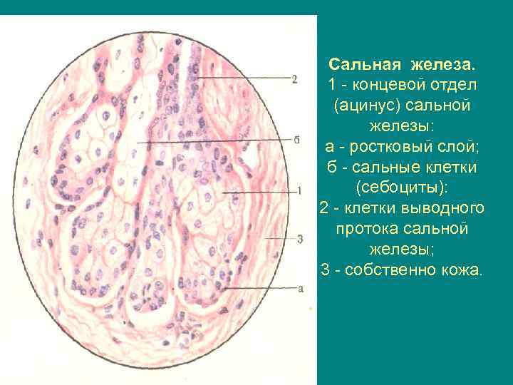 Сальная железа. 1 - концевой отдел (ацинус) сальной железы: а - ростковый слой; б