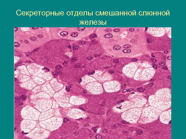 Секреторные отделы смешанной слюнной железы 