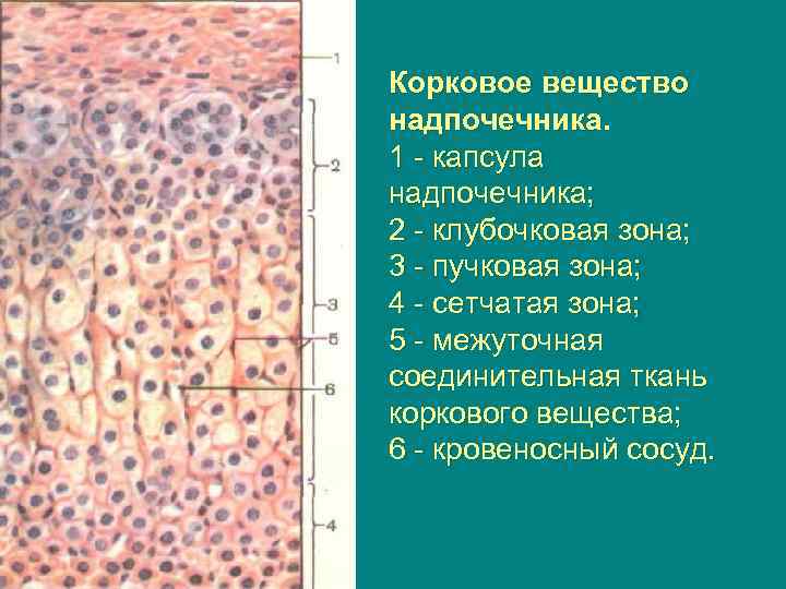 Корковое вещество надпочечника. 1 - капсула надпочечника; 2 - клубочковая зона; 3 - пучковая