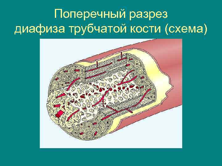 Поперечный разрез диафиза трубчатой кости (схема) 