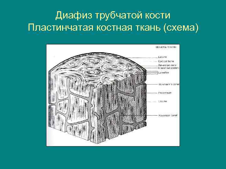 Костная ткань схема