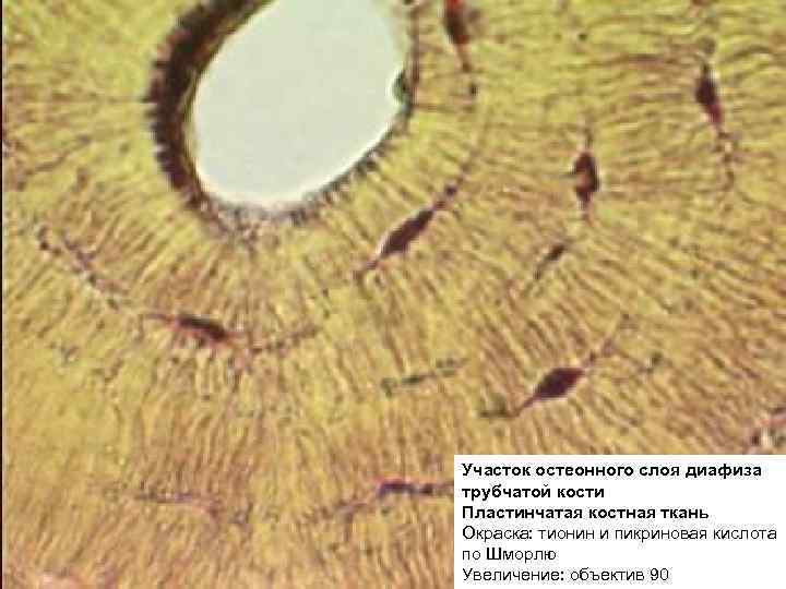 Участок остеонного слоя диафиза трубчатой кости Пластинчатая костная ткань Окраска: тионин и пикриновая кислота