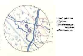 1. Фибробласты 2. Тучные 3. Коллагеновые волокна 4. Эластические 