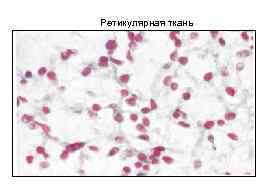 Ретикулярная ткань 