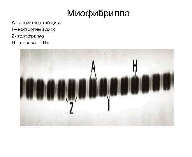 Миофибрилла А - анизотропный диск I – изотропный диск Z- телофрагма Н – полоска