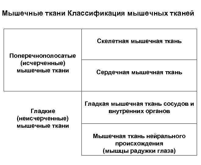 Мышечные ткани Классификация мышечных тканей Скелетная мышечная ткань Поперечнополосатые (исчерченные) мышечные ткани Гладкие (неисчерченные)