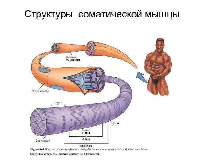 Структуры соматической мышцы 